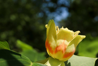 树开花黄色的<strong>杨树</strong>