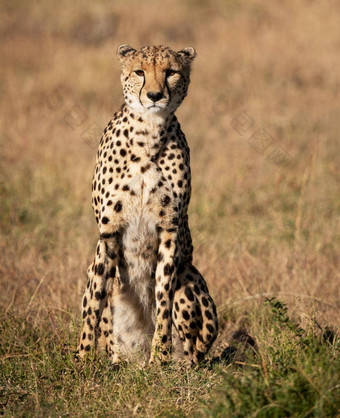 野生动物Safari世界