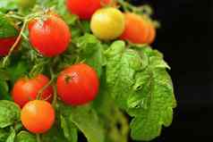 樱桃布什西红柿健康的蔬菜健康的食物美丽的新鲜的红色的西红柿嫩枝