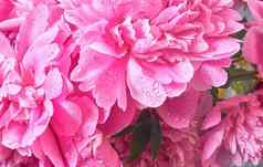 精致的花味蕾大粉红色的牡丹滴雨