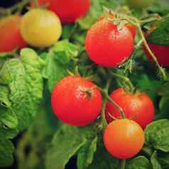 樱桃布什西红柿健康的蔬菜健康的食物美丽的新鲜的红色的西红柿嫩枝