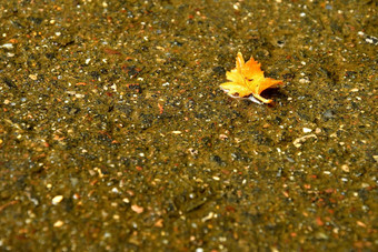 秋天的彩色的叶湿街