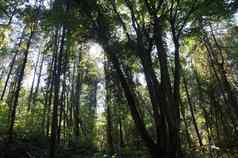 黑暗热带雨林藤本植物太阳的射线使树