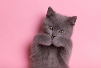 小灰色的小猫粉红色的背景可爱的小猫宠物英国猫照片猫封面笔记本动物印刷产品文章宠物