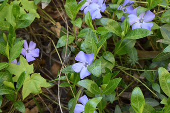 春天常年地毯的<strong>花</strong>小<strong>长春花</strong>精致的蓝色的<strong>花</strong>美丽的叶子绿色<strong>花</strong>背景春天