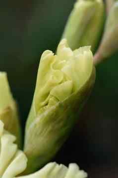 剑兰花序雌蕊雄蕊细节