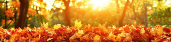 色彩斑斓的明亮的叶子下降秋天的公园