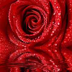 美丽的红色的玫瑰祝贺的背景情人节一天