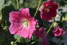 大粉红色的红色的精致的花锦葵布鲁姆