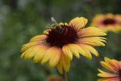 蜜蜂花天人菊属植物aristata常见的天人菊属植物
