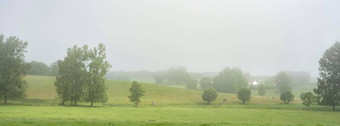 有雾的草地牛树法国自然公园圈圈他的鲁昂哈弗尔夏天