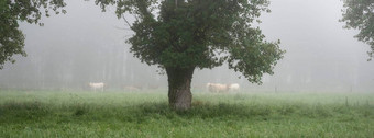 有雾的草地牛法国自然公园圈圈他的鲁昂哈弗尔夏天