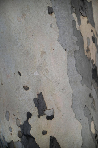 摘要棕色（的）模式背景色彩斑斓的纹理桉树树树皮树树干纹理桉树树皮背景摘要模式桉树树树皮