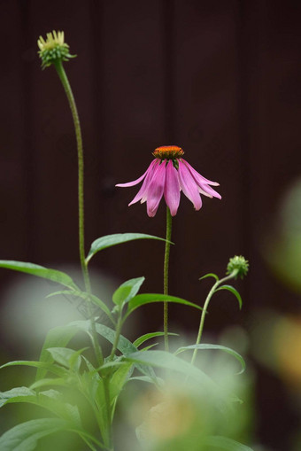 特写镜头<strong>紫</strong>锥菊花花床上