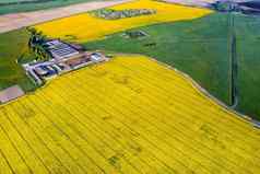 前视图黄色的油菜籽场农场白俄罗斯农业区域农业部门发展概念