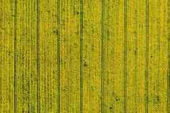 前视图黄色的油菜籽场白俄罗斯农业区域空中摄影春天壁纸概念发展农业部门