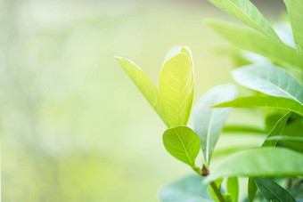 自然绿色树新鲜的叶美丽的模糊软散景阳光春天夏天古董<strong>背景免费</strong>的复制空间问候卡环境封面页面<strong>模板</strong>网络横幅头