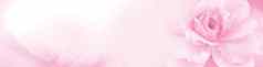 柔和的粉红色的红色的玫瑰美丽的春天花布鲁姆分支古董背景免费的复制空间问候卡环境封面页面模板网络横幅头