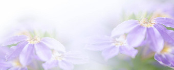 紫罗兰色的蓝色的美丽的春天花布鲁姆分支背景免费的复制空间问候卡环境封面页面模板网络横幅头