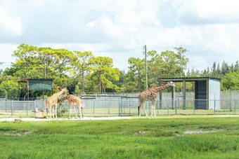 佛罗里达美国9月狮子国家Safari开车公园西棕榈海滩佛罗里达汽车开车动物笼子里免费的动物动物园