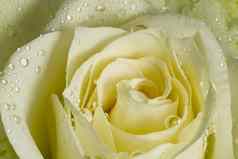 关闭白色玫瑰露水特写镜头白色玫瑰雨滴花瓣