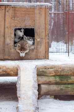 美丽的西伯利亚沙哑的小狗养犬冬天