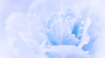 摘要花背景苍白的蓝色的康乃馨花宏花背景假期品牌设计
