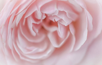 软焦点摘要花背景粉红色的玫瑰花宏花背景假期品牌设计