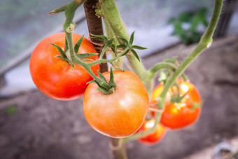番茄日益<strong>增长</strong>的有机农场成熟的自然西红柿日益<strong>增长</strong>的分支温室