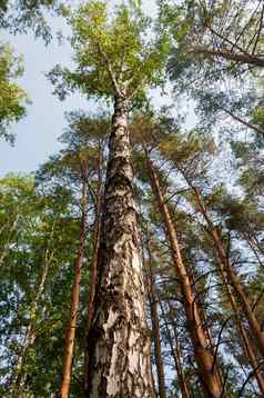 自然桦木树干特写镜头树树干