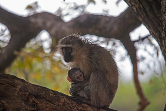 湿育肥猴子的大白埃西奥普斯婴儿