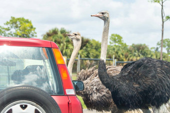 Safari开车公园汽车开车鸵鸟笼子里免费的动物动物园