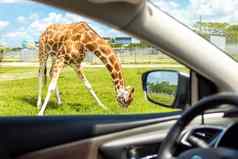 视图车长颈鹿开车Safari动物园