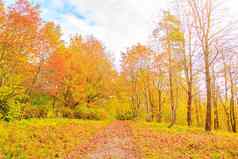 小巷秋天公园季节秋天9月10月11月季节黄色的叶子美丽的公园早....光自然