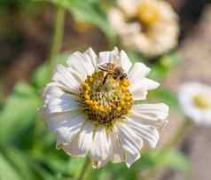 蜂蜜蜜蜂收集花粉黄色的白色大丽花