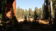 红杉资本森林红木树国家公园北部加州美国原始林地国王峡谷徒步旅行徒步旅行旅游独特的拉格雷松柏科的松树巨大的高树干