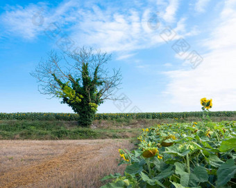 向日葵字段树蓝色的夏天天空<strong>法国旅游</strong>昂热公园naturel区域