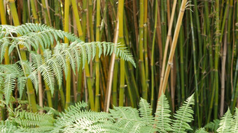 竹子森林异国情调的亚洲热带大气绿色树冥想冯水Zen花园安静的平静格罗夫早....和谐新鲜灌木丛日本中国人自然东方审美
