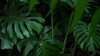 异国情调的monstera丛林热带雨林热带大气新鲜的多汁的叶状体叶子亚马逊密集的杂草丛生的深森林黑暗自然绿色植物郁郁葱葱的树叶常绿生态系统天堂平静审美