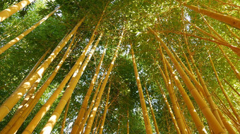 竹子森林异国情调的亚洲热带大气绿色树冥想冯水Zen花园安静的平静格罗夫早....和谐新鲜灌木丛日本中国人自然东方审美