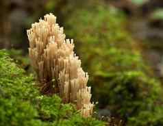 罕见的蘑菇日益增长的长满青苔的树拉马里亚pulcherrima