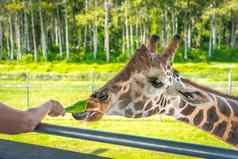 动物园游客喂养长颈鹿提高了平台