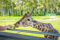 动物园游客喂养长颈鹿提高了平台