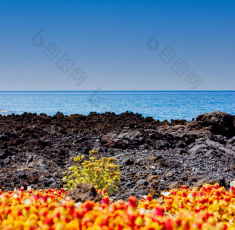 野花日益增长的熔岩岩石海利诺萨