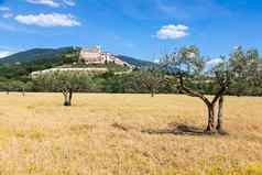 橄榄树阿西西村Umbria地区意大利小镇著名的重要的意大利教堂专用的弗朗西斯三弗朗切斯科