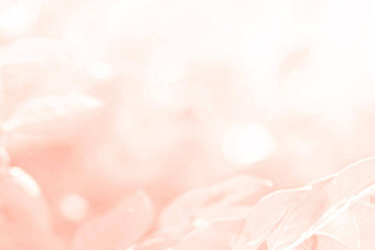 柔和的粉红色的橙色美丽的春天花布鲁姆分支背景免费的复制空间问候卡环境封面页面模板网络横幅头