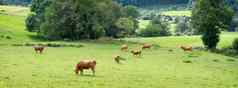 利穆赞牛吃草绿色草夏天草地农村利摩日法国