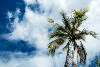 视图天空椰子树