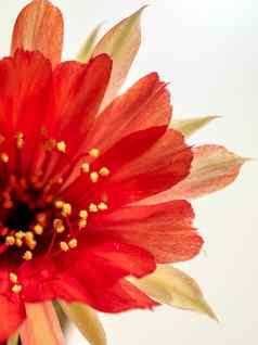 红色的颜色精致的花瓣毛茸茸的多毛的棘球蚴仙人掌花