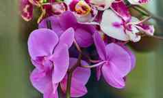 美丽的兰花花绿色花背景令人惊异的粉红色的紫色的白色兰花花